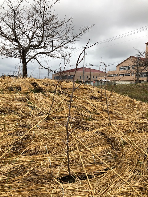 恵み野2丁目公園［ナツメ］2020年3月14日