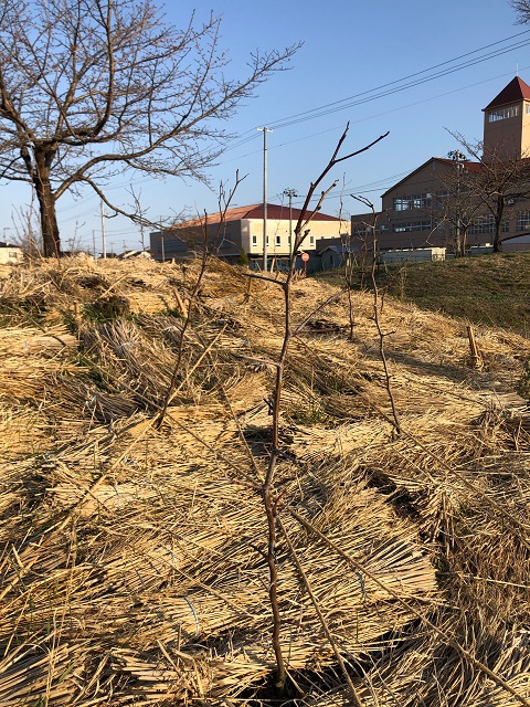 恵み野2丁目公園［ナツメ］2020年3月21日