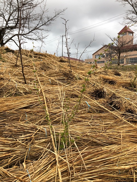 恵み野2丁目公園［クコ］2020年3月14日