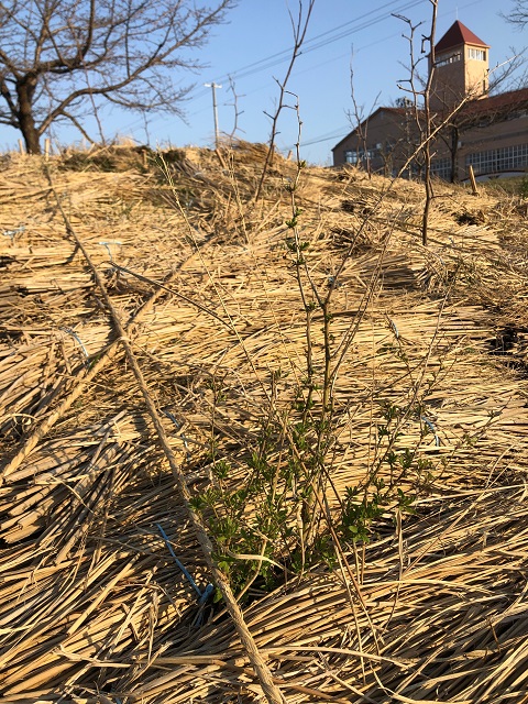 恵み野2丁目公園［クコ］2020年3月21日