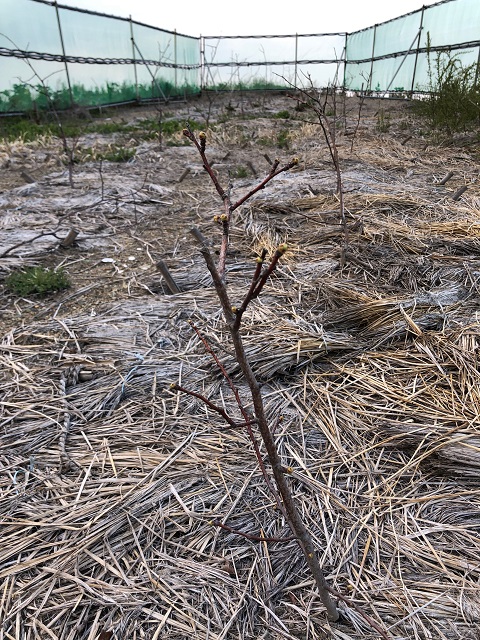 みんなの薬膳ファーム［サンザシ］2020年4月4日