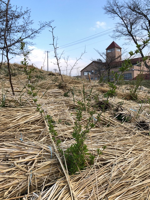 恵み野2丁目公園［クコ］2020年4月4日