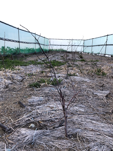 恵み野2丁目公園［ナツメ］2020年4月4日