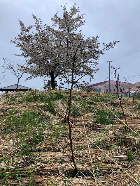 恵み野2丁目公園［ナツメ］2020年4月18日