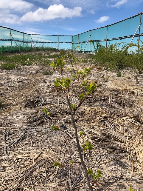 みんなの薬膳ファーム［サンザシ］2020年4月24日