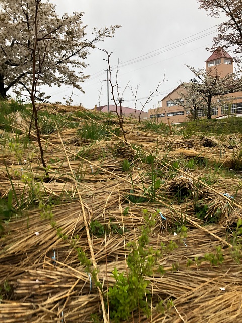 恵み野2丁目公園［クコ］2020年4月18日