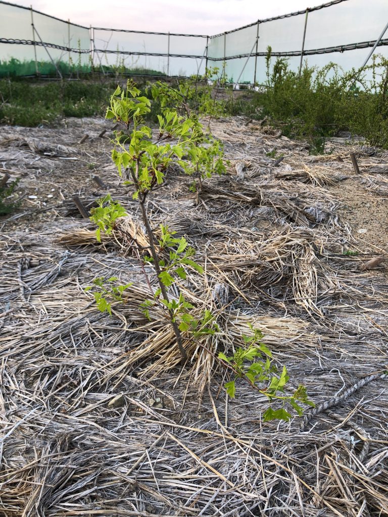 みんなの薬膳ファーム［サンザシ］2020年5月2日