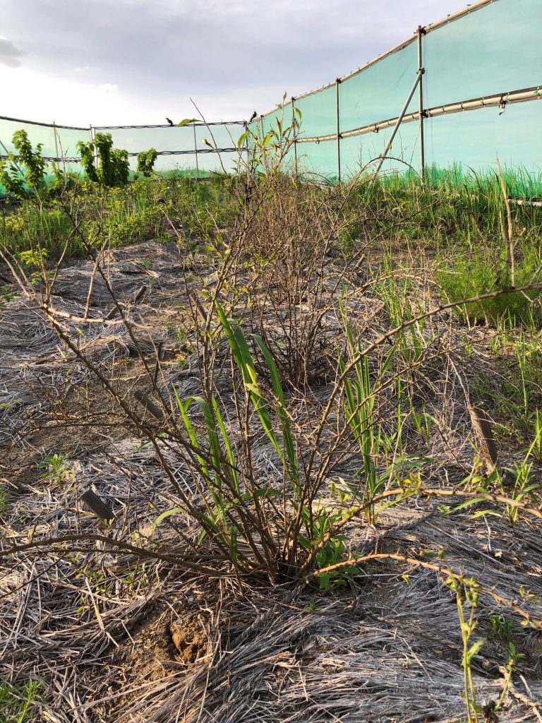 みんなの薬膳ファーム［クコ］2020年6月27日