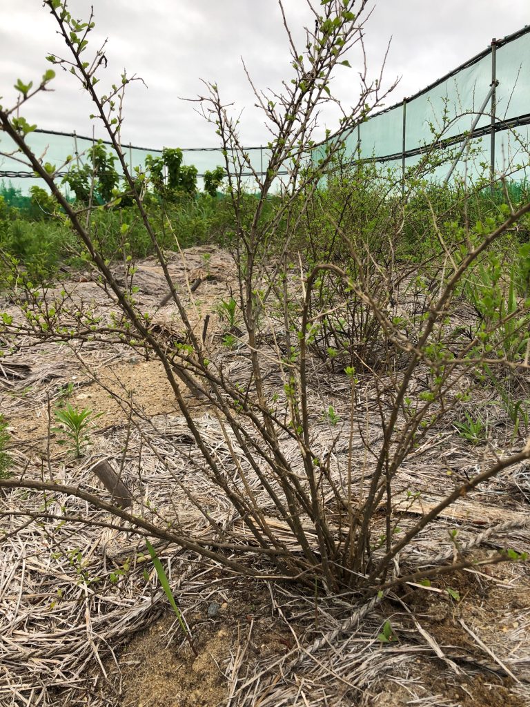 みんなの薬膳ファーム［クコ］2020年7月3日