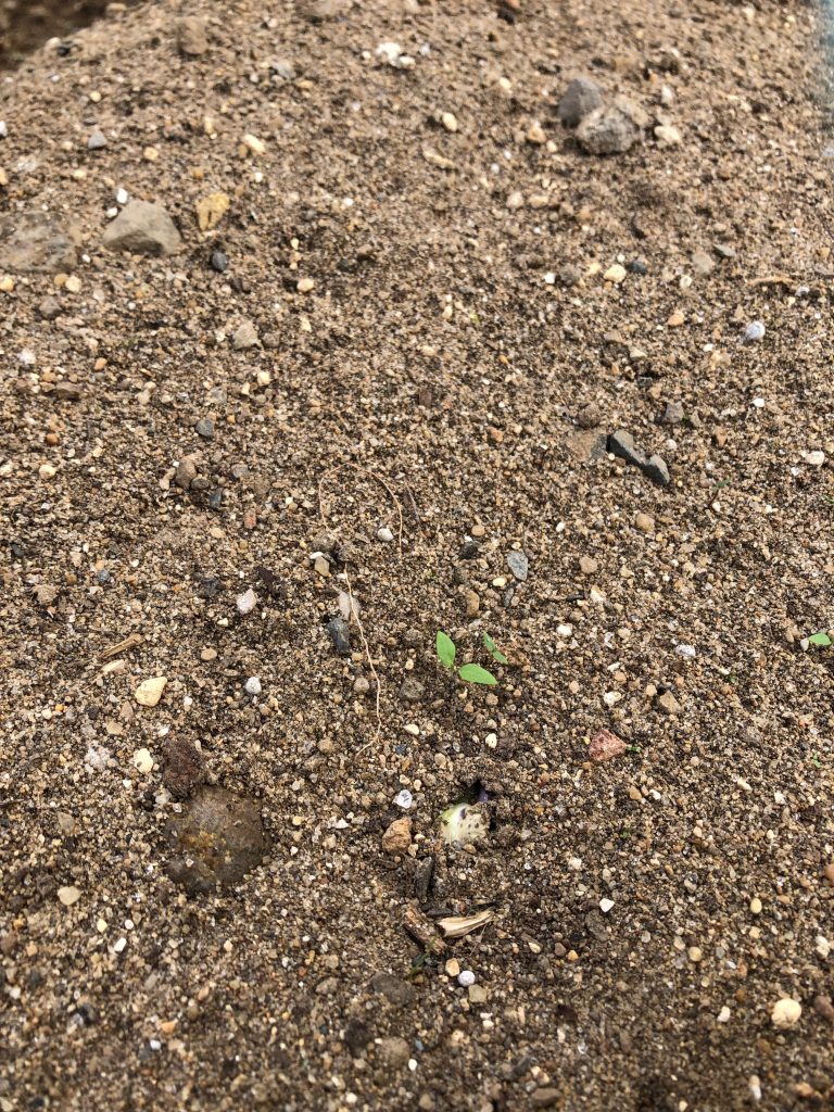 みんなの家ファーム［秘伝(青大豆)］2020年6月27日