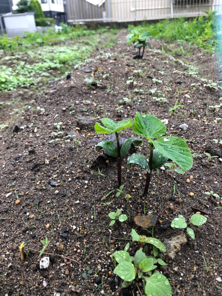 みんなの家ファーム［秘伝(青大豆)］2020年7月4日