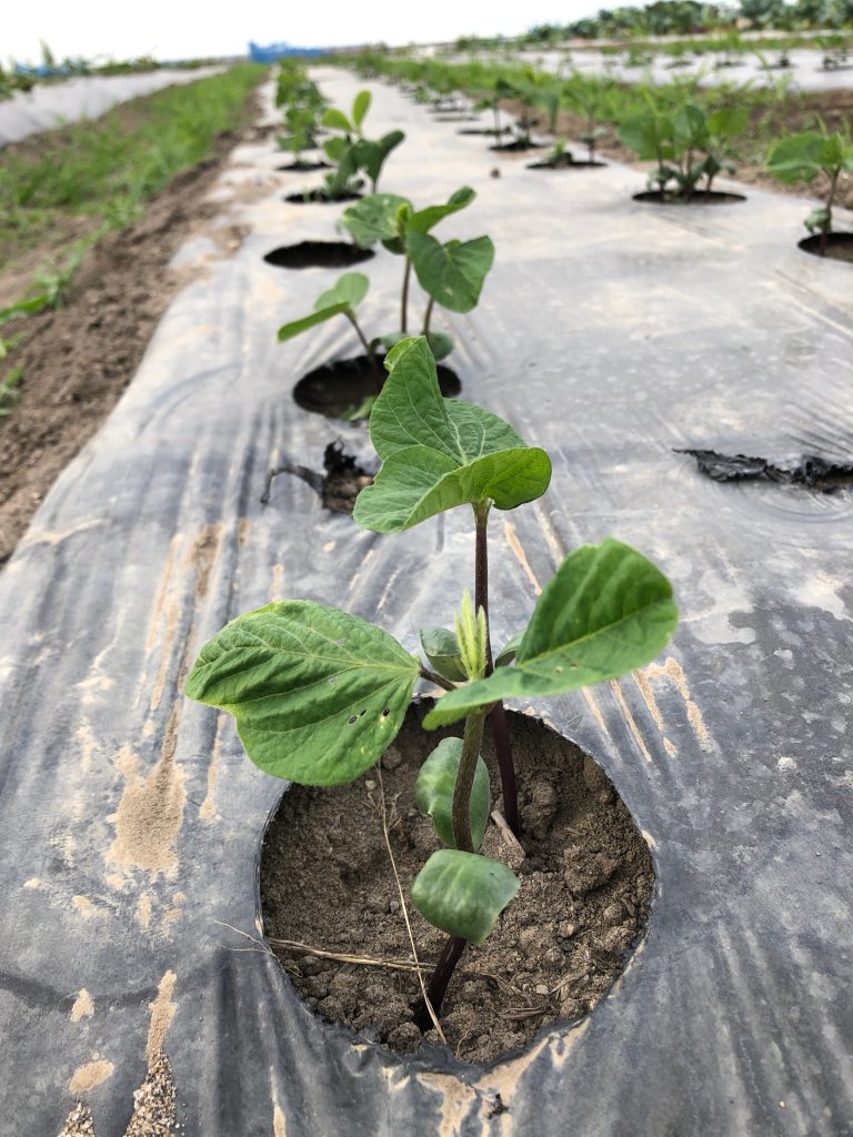 ひまわり農園［秘伝(青大豆)］2020年6月18日