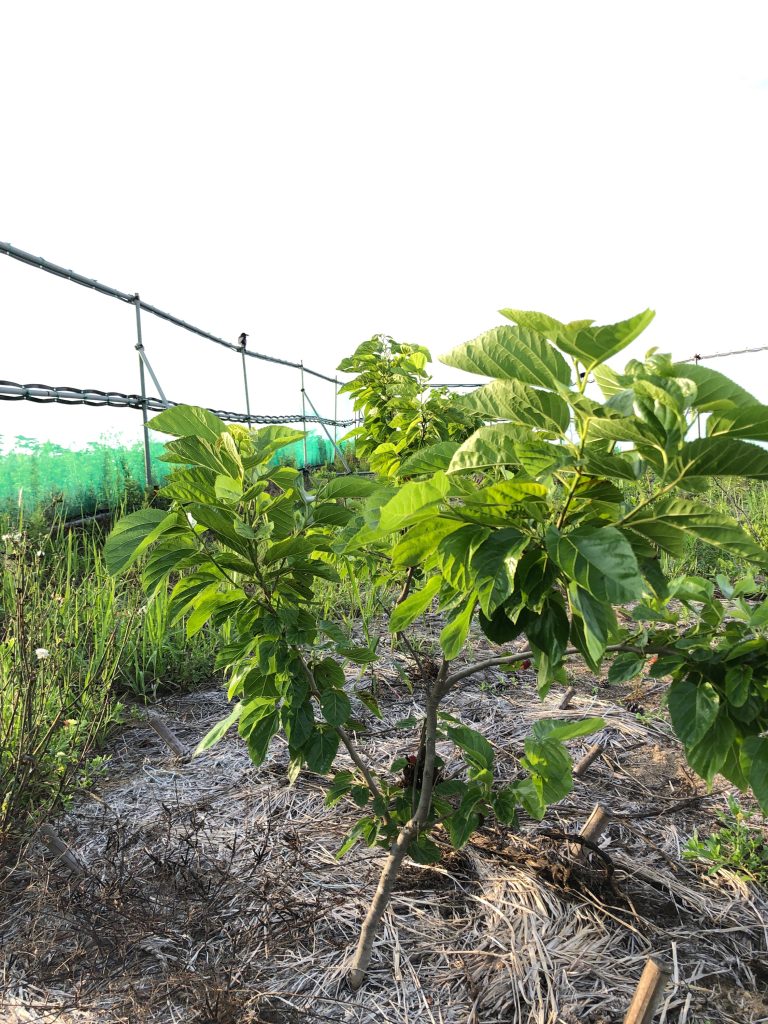 みんなの薬膳ファーム［クワ］2020年6月27日