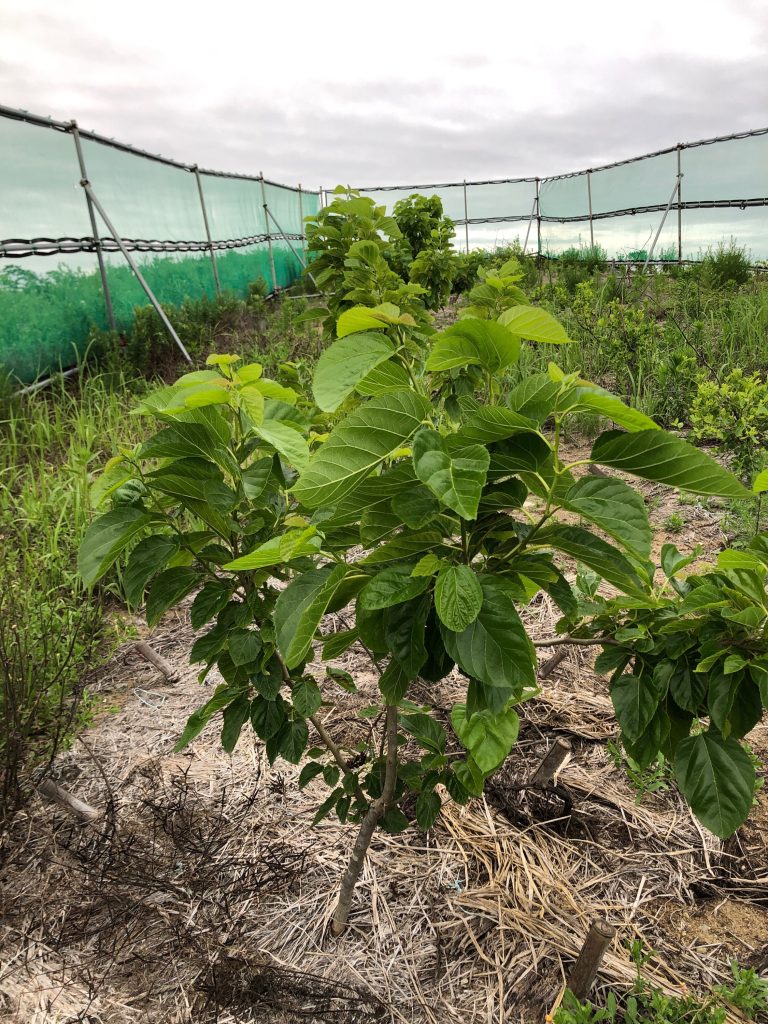みんなの薬膳ファーム［クワ］2020年7月3日