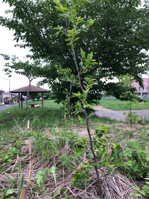 恵み野2丁目公園 [ナツメ]2020年7月9日