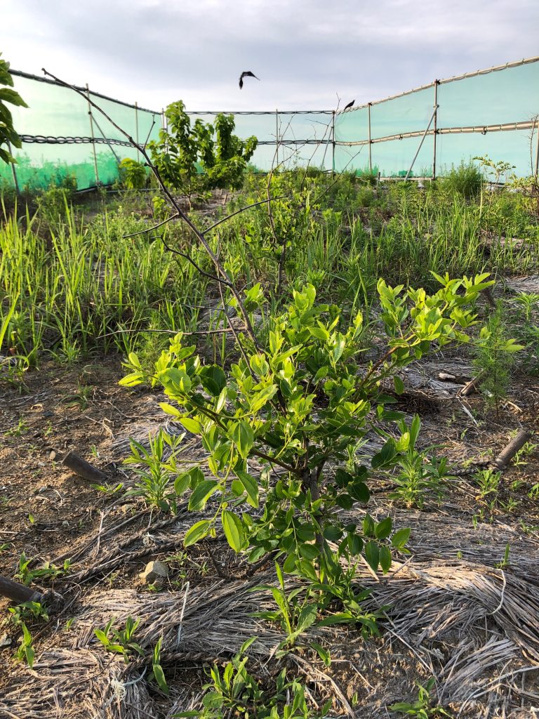 みんなの薬膳ファーム［ナツメ］2020年6月27日