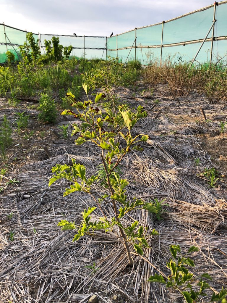 みんなの薬膳ファーム［サンザシ］2020年6月27日