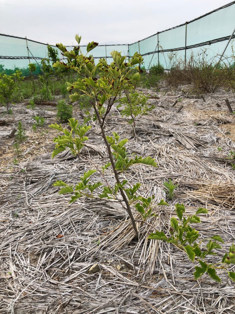 みんなの薬膳ファーム［サンザシ］2020年6月18日