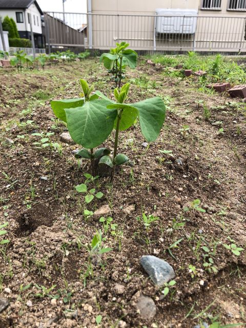 みんなの家ファーム [秘伝(青大豆)]2020年7月9日