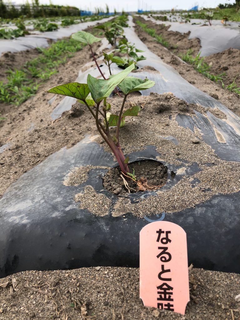 ひまわり農園［鳴門金時］2020年6月18日