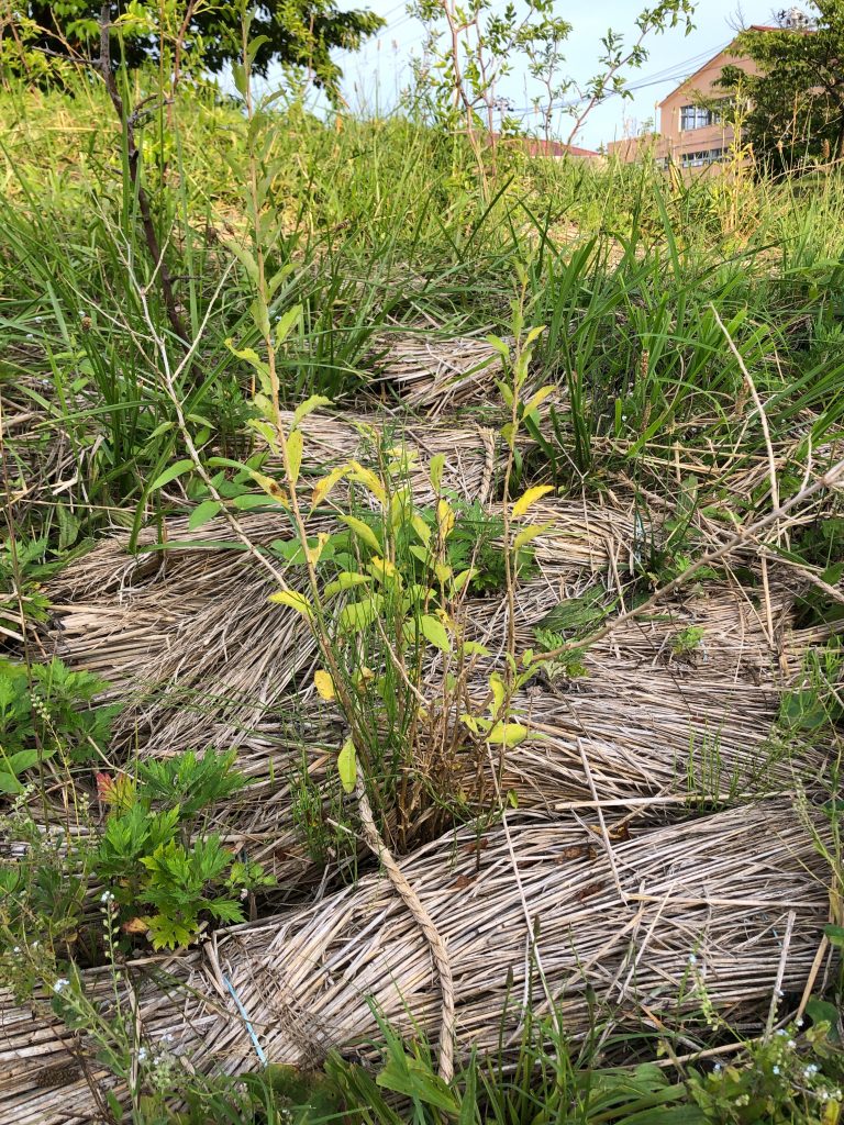 恵み野2丁目公園［クコ］2020年6月27日
