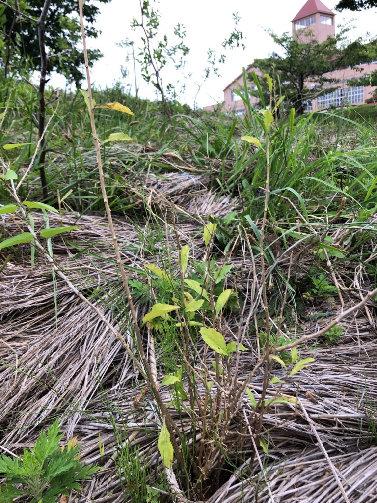恵み野2丁目公園［クコ］2020年7月3日