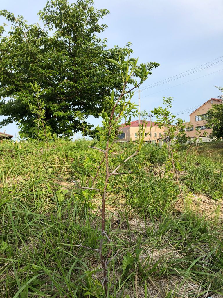 恵み野2丁目公園［ナツメ］2020年6月27日