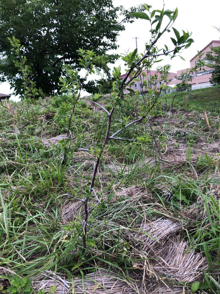 恵み野2丁目公園［ナツメ］2020年7月3日