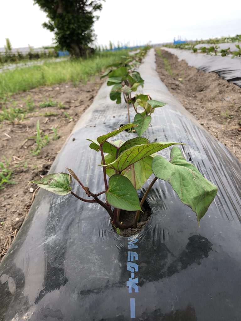 ひまわり農園［紅あずま］2020年6月18日