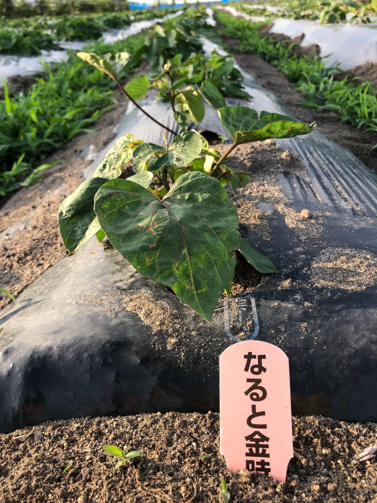 ひまわり農園［鳴門金時］2020年6月27日