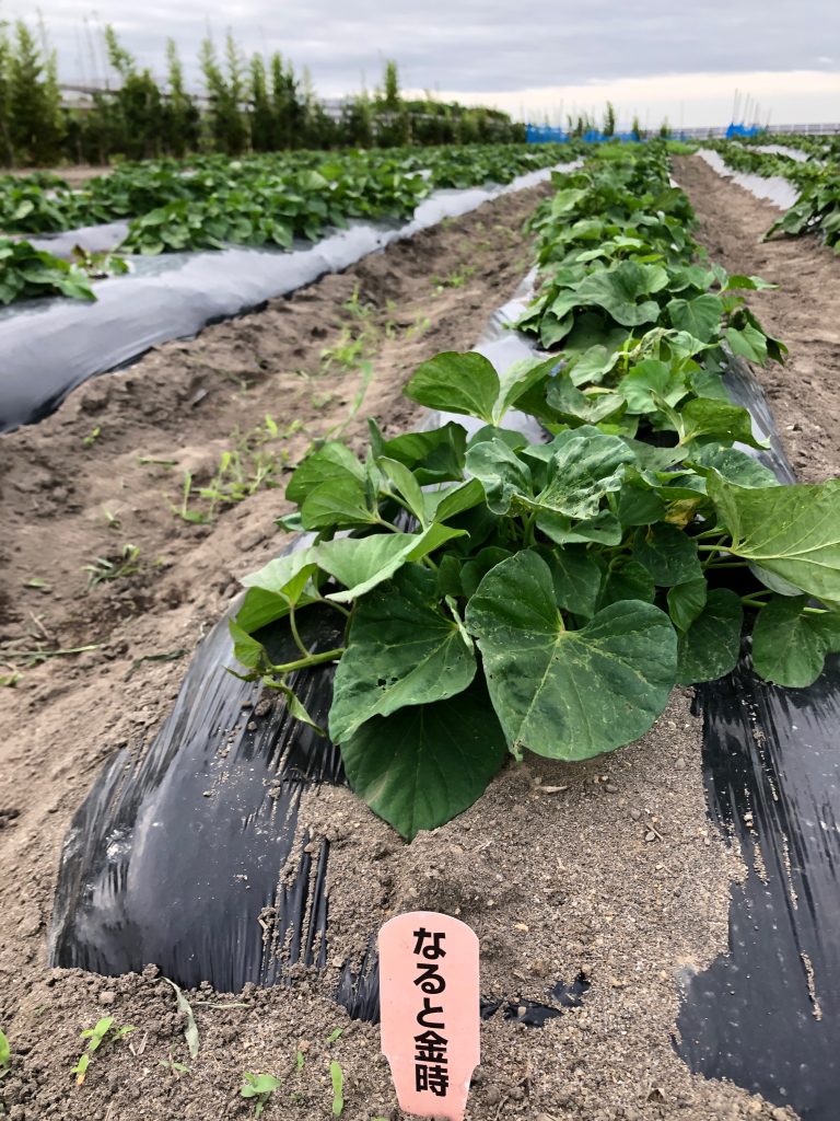 ひまわり農園［鳴門金時］2020年7月3日