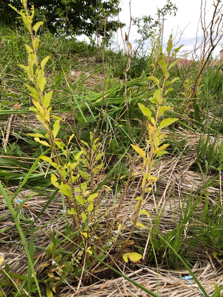 恵み野2丁目公園［クコ］2020年6月18日