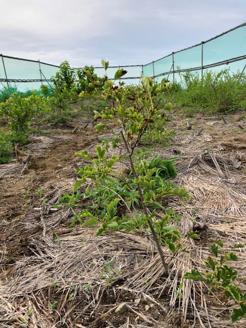 みんなの薬膳ファーム [サンザシ]2020年7月9日