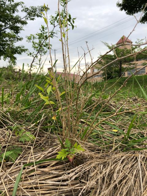 恵み野2丁目公園 [クコ]2020年7月9日