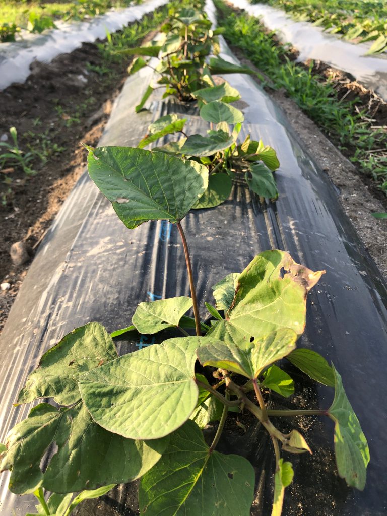 ひまわり農園［紅あずま］2020年6月27日