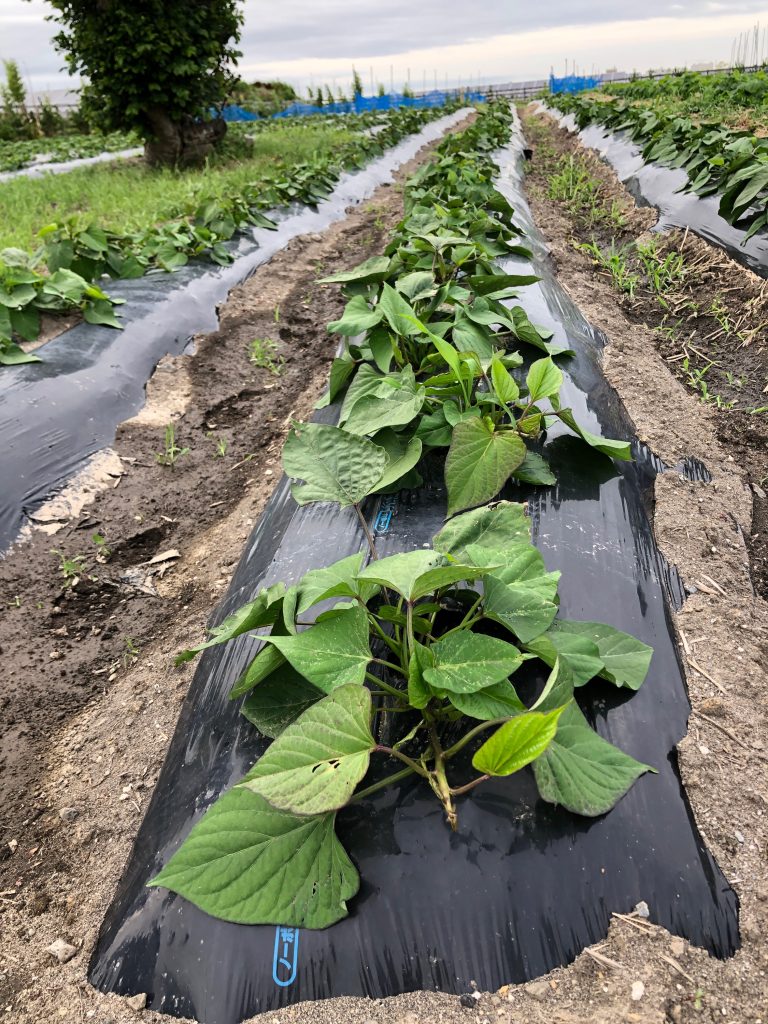 ひまわり農園［紅あずま］2020年7月3日