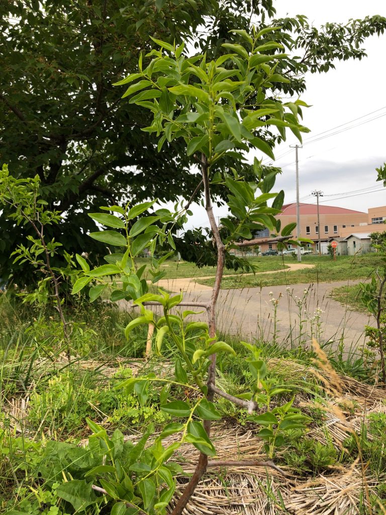 恵み野2丁目公園［ナツメ］2020年6月18日