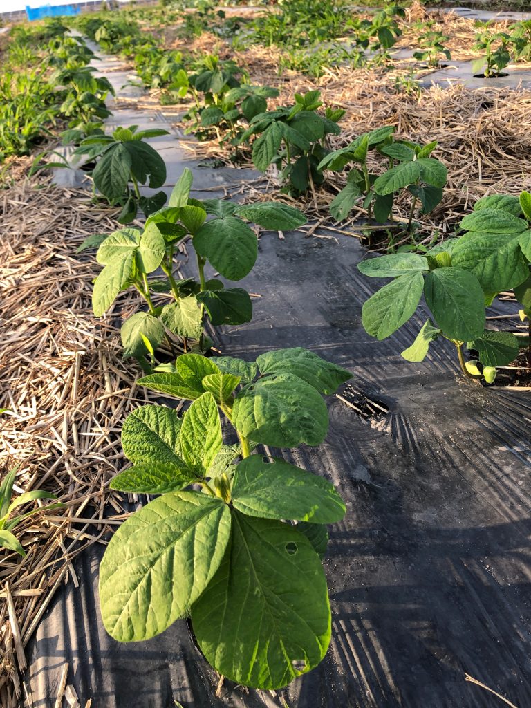 ひまわり農園［秘伝(青大豆)］2020年6月27日