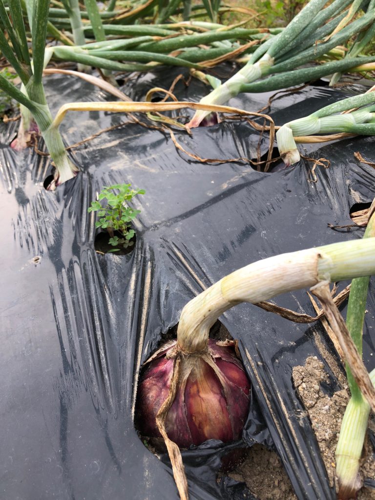 みんなの農業体験［玉ねぎ］2020年6月18日