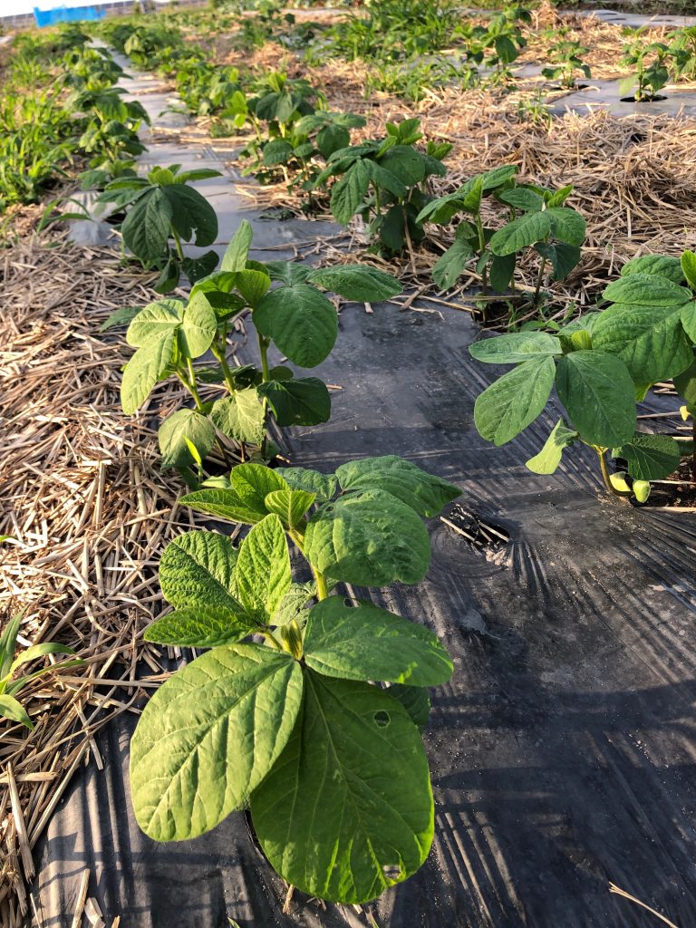 ひまわり農園［秘伝(青大豆)］2020年7月4日