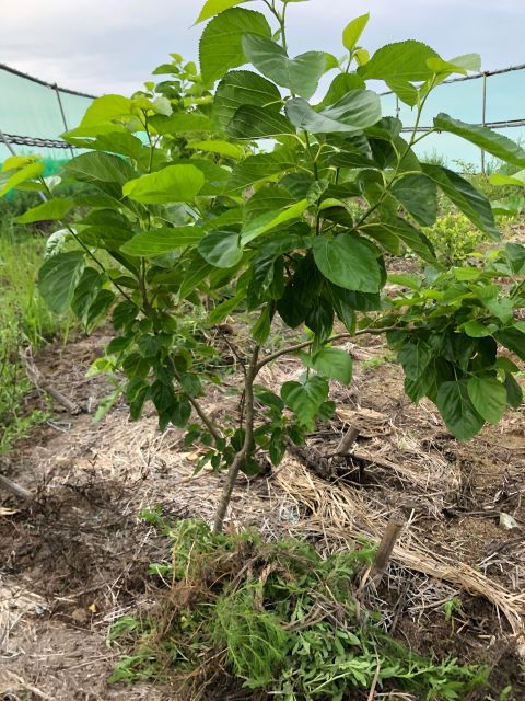 みんなの薬膳ファーム [クワ]2020年7月9日