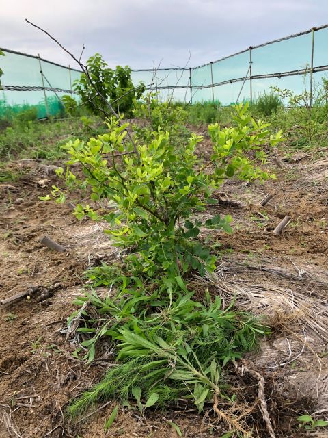 みんなの薬膳ファーム [ナツメ]2020年7月9日