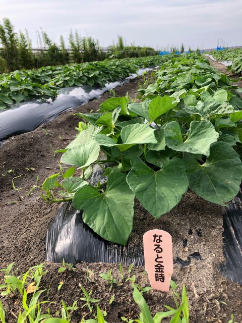 ひまわり農園 [鳴門金時] 2020年7月9日