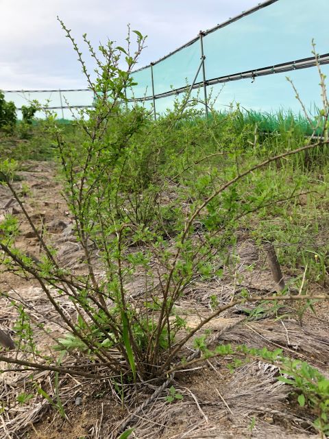 みんなの薬膳ファーム [クコ]2020年7月9日