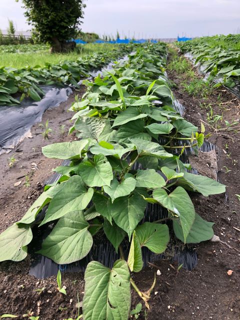 ひまわり農園 [紅あずま] 2020年7月9日