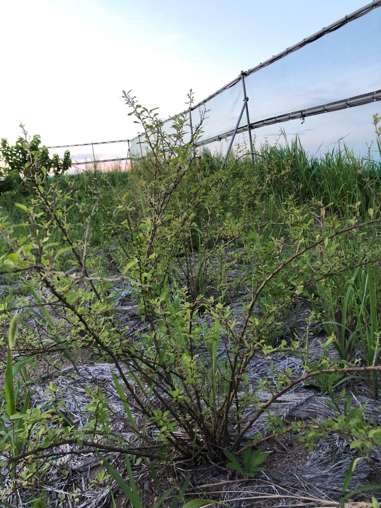 みんなの薬膳ファーム［クコ］2020年8月15日