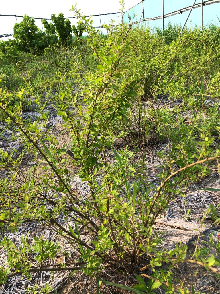 みんなの薬膳ファーム［クコ］2020年8月6日