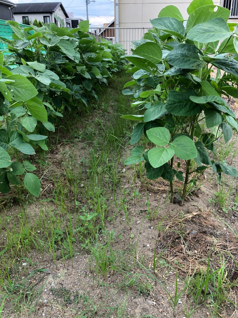 みんなの家ファーム［秘伝(青大豆)］2020年8月15日