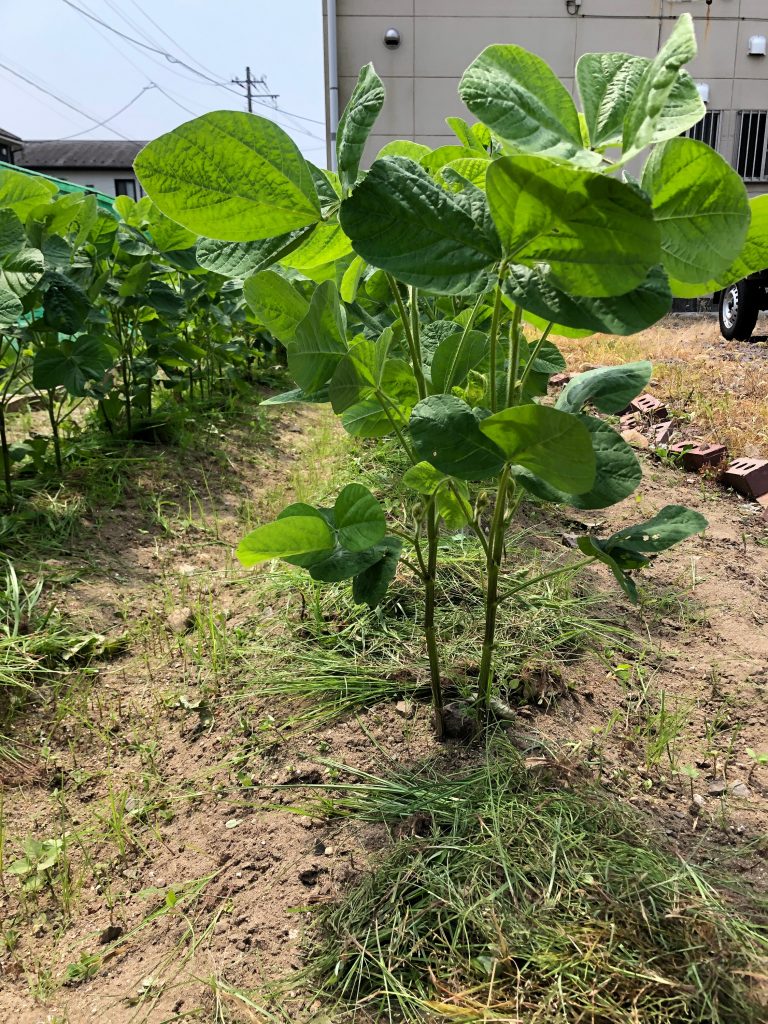 みんなの家ファーム［秘伝(青大豆)］2020年8月6日