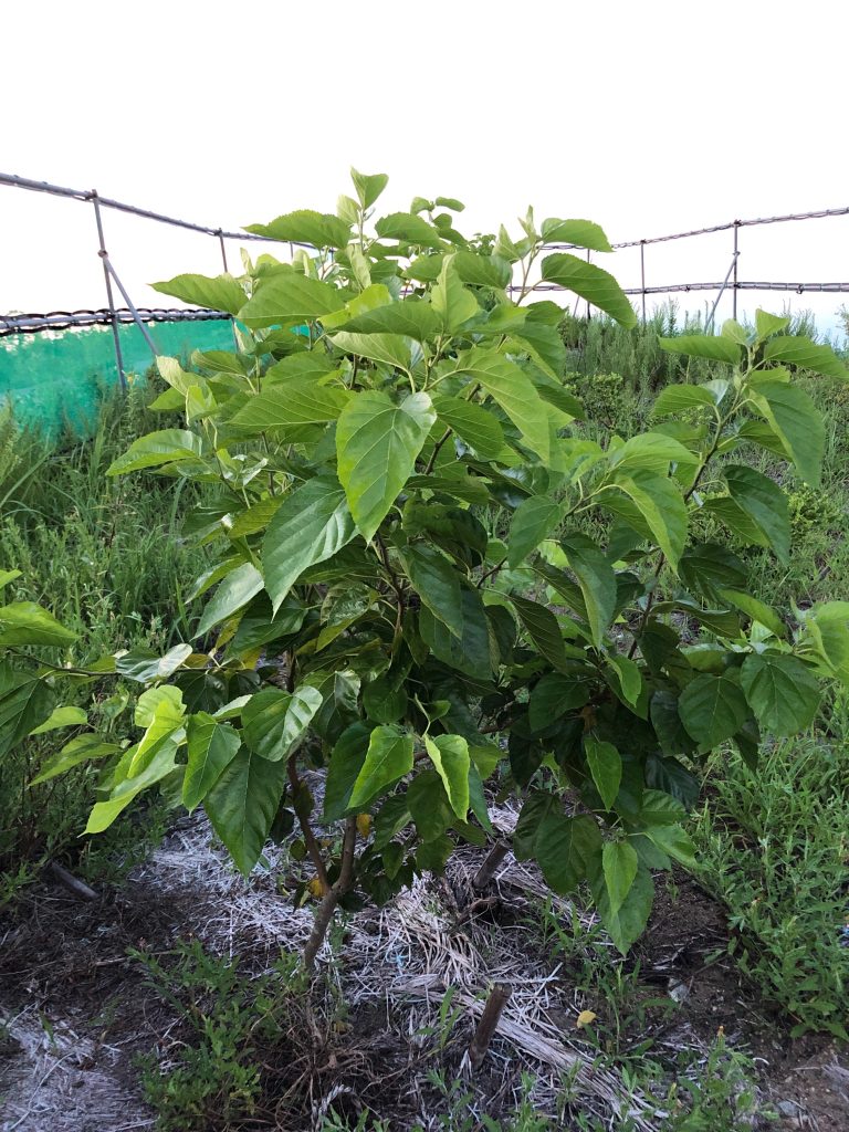 みんなの薬膳ファーム［クワ］2020年8月15日